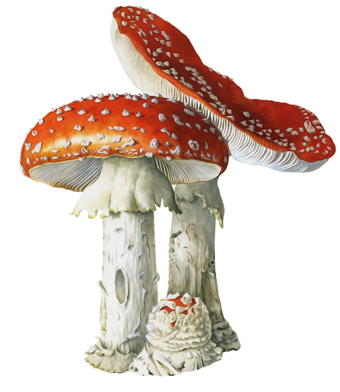 Grüne Suppe mit Croutons