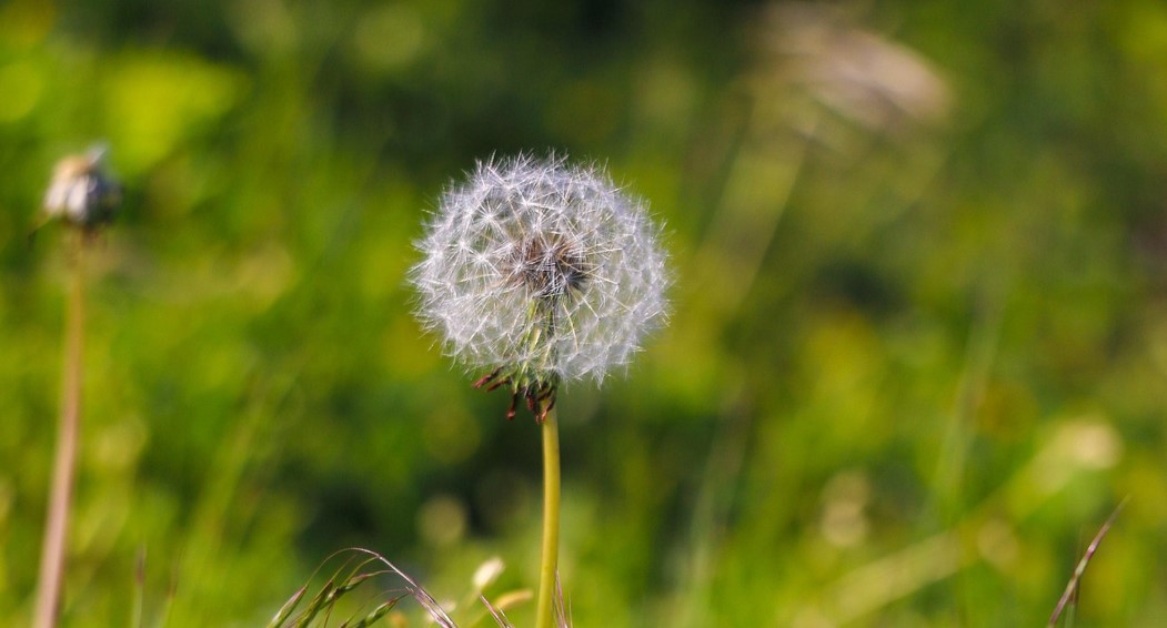 Löwenzahn, der verblüht auf einer Wiese wächst