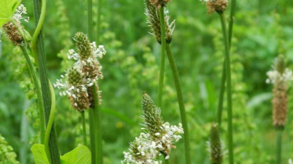 Bild auf dem die verblühenden Blüten eines Wegerichs zu sehen sind. Im hintergrund blühen andere Gräser, unscharf zu sehen.