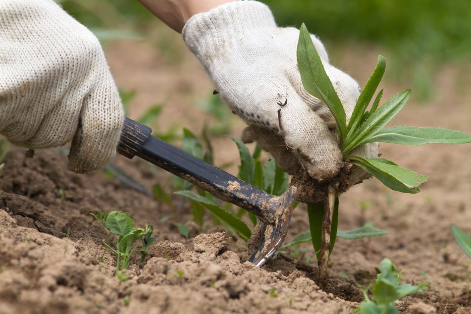 Hände, die mit einer Harke eine Pflanze aus Erde ziehen