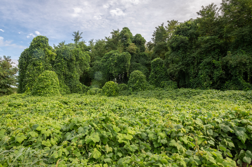Bild des Urwaldes, der von Kudzu überwuchert ist. Die Pflanzen sind grün und die Blätter sind groß und voll.