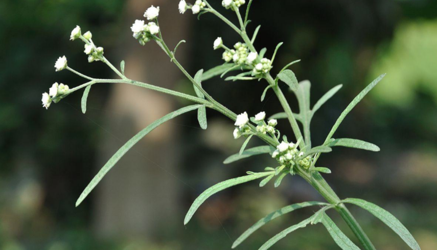Bild von der Blüte einer Parthenium Pflanze. Die Blüten sind weiß und die Blätter sind grün, der Hintergrund ist unscharf und fern.
