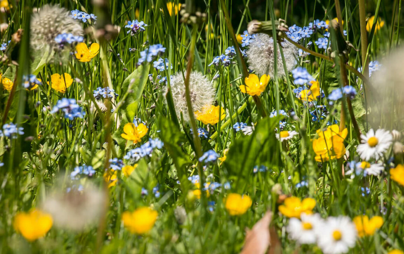 Bild von einer Blumenwiese, die von Unkraut überwuchert ist. Die Pflanzen sind grün und die Blüten sind weiß, gelb und blau.Verblühter Löwenzahl gesellt sich zu den Blüten.